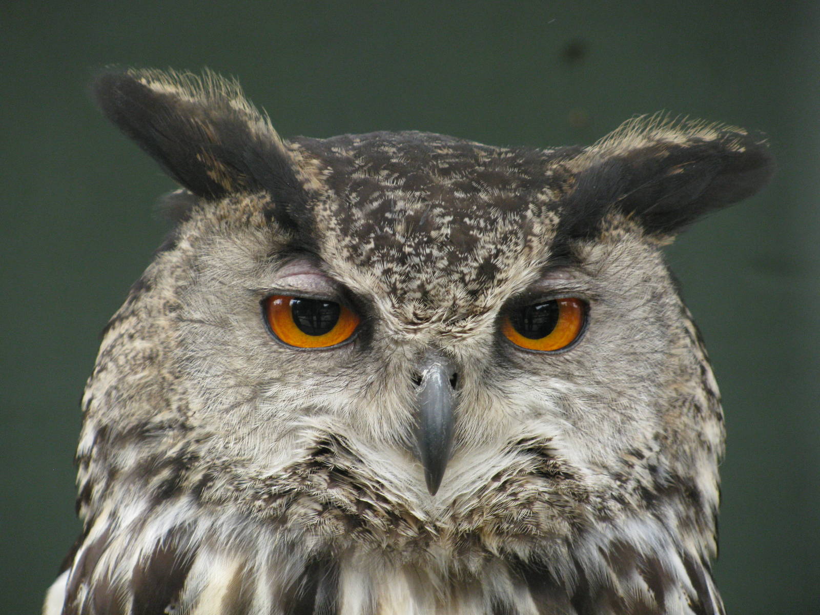 Eurasian Eagle Owl
