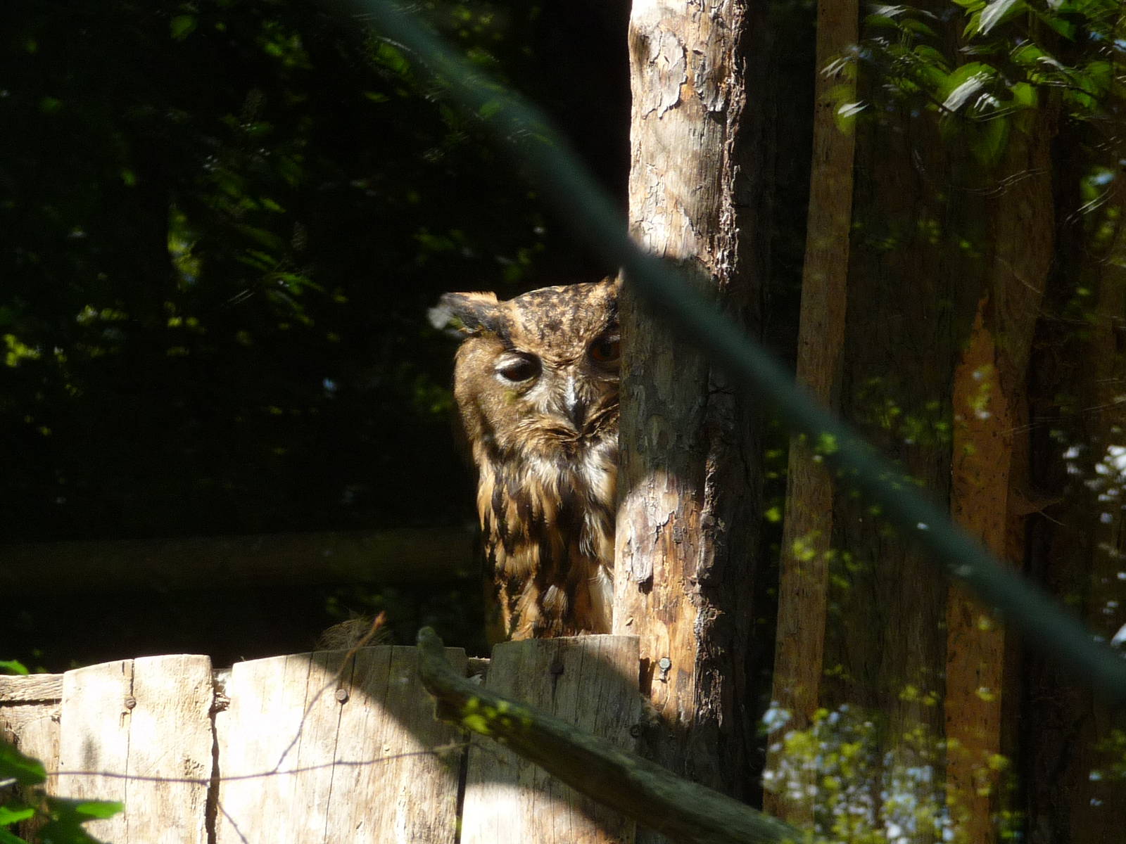 Eurasian Eagle-owl