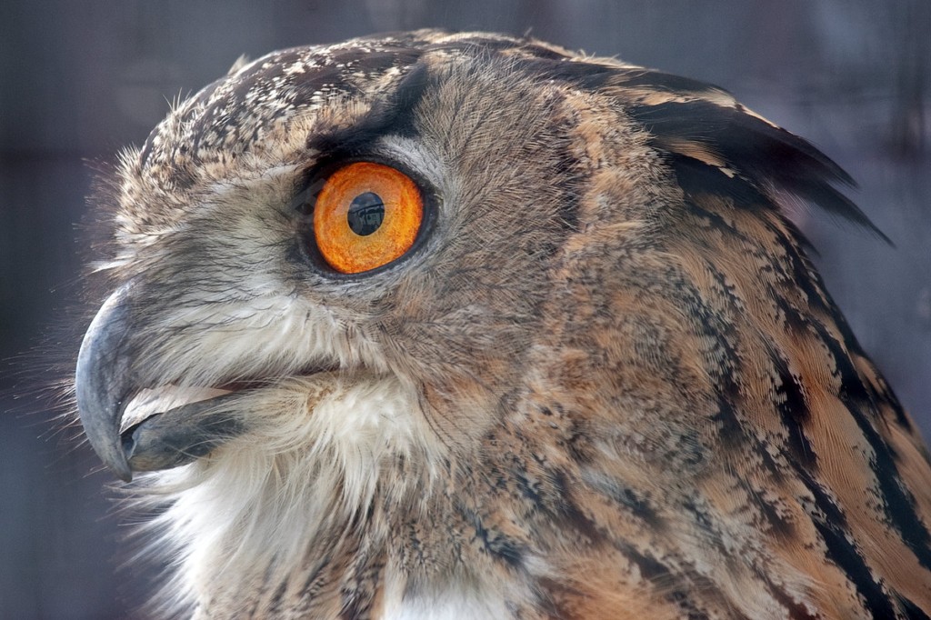 Eurasian Eagle Owl