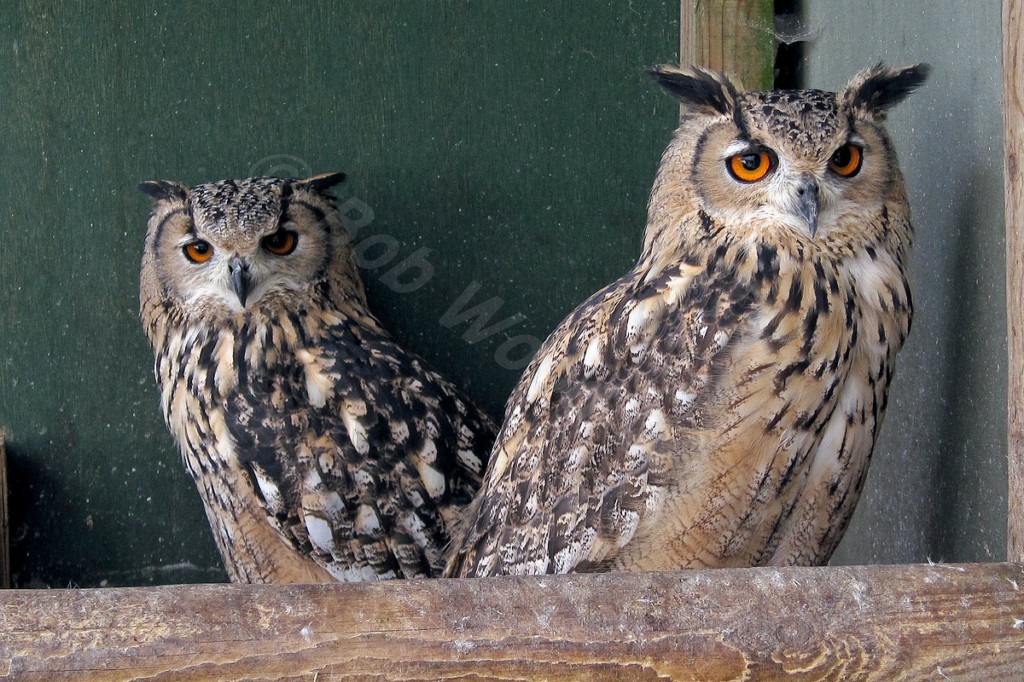 Eurasian Eagle Owl