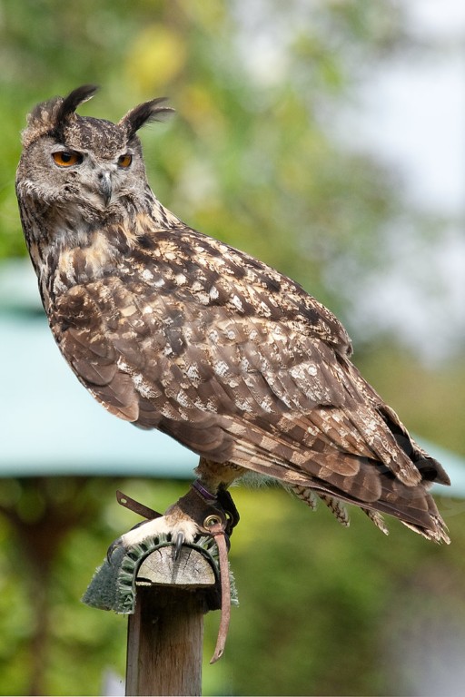Eurasian Eagle Owl