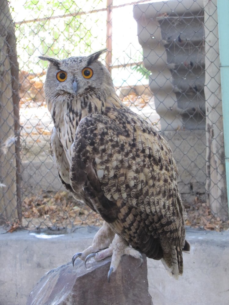 eurasian eagle owl