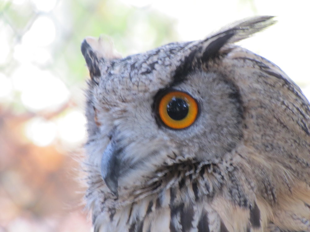 eurasian eagle owl