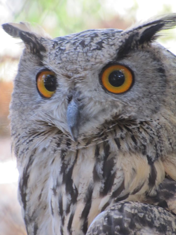 eurasian eagle owl