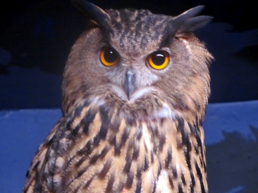 Eurasian Eagle Owl