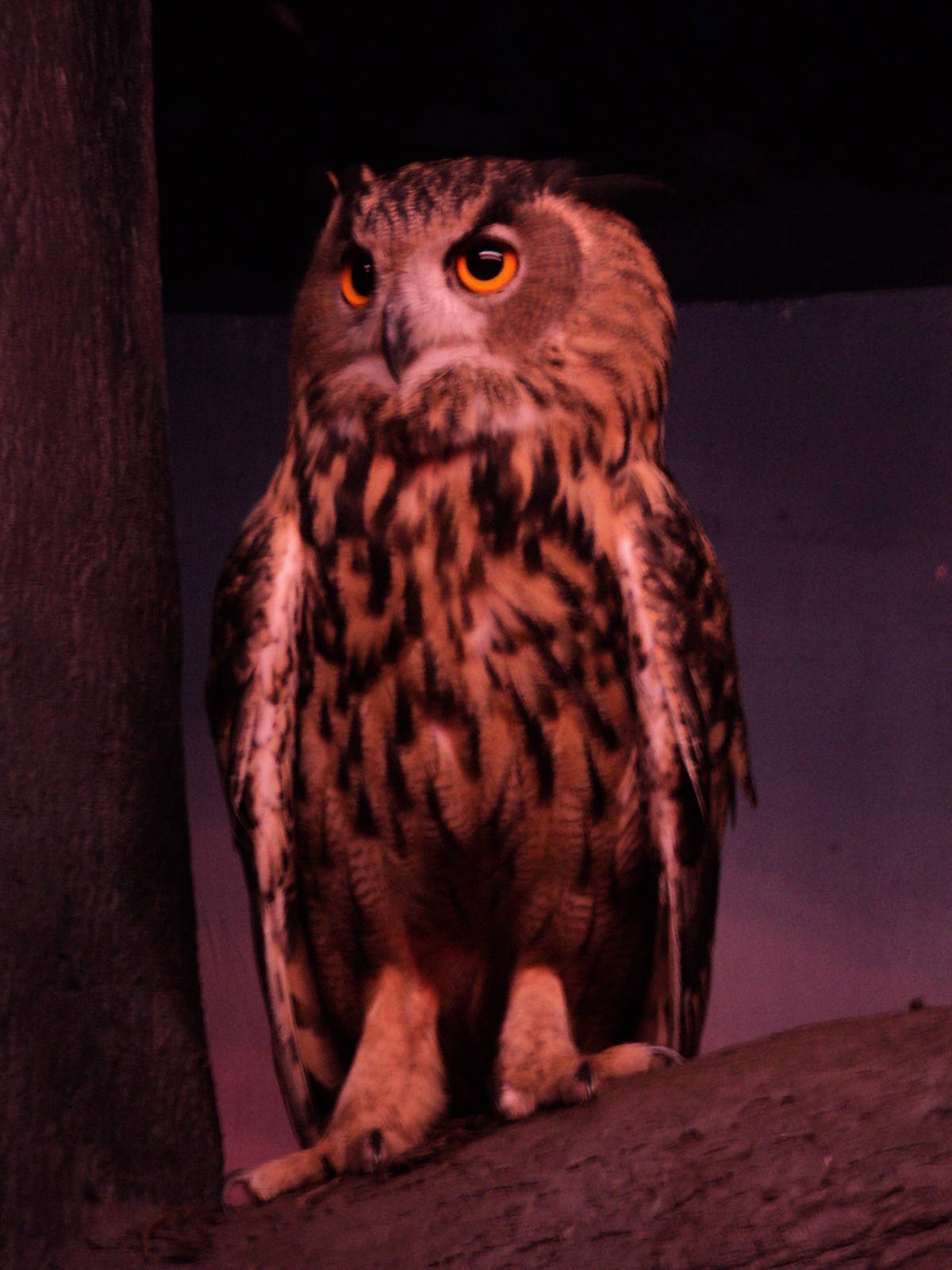 Eurasian Eagle Owl