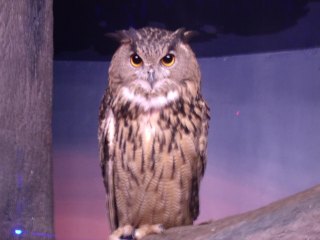 Eurasian Eagle Owl