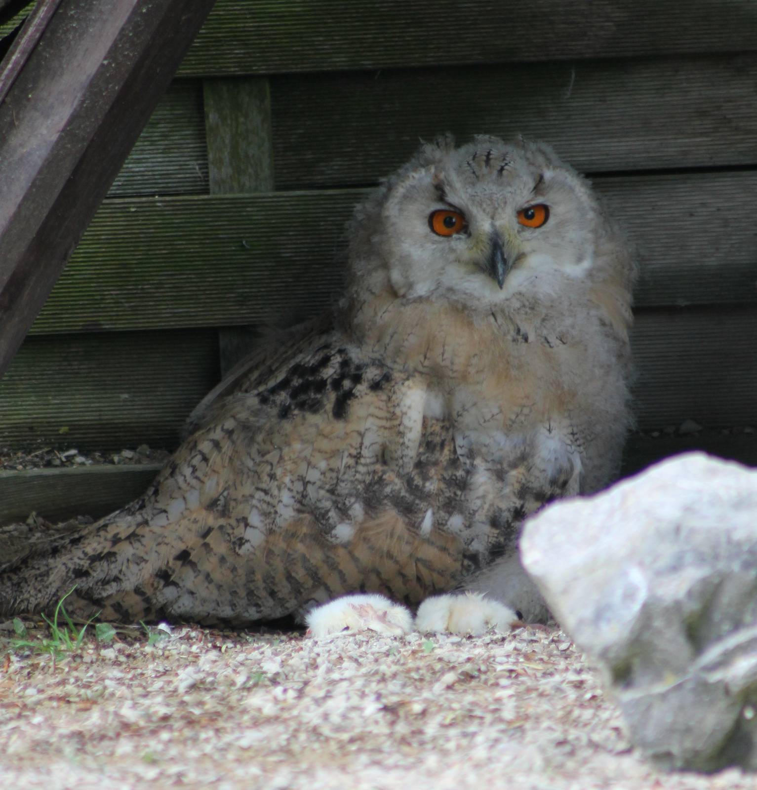 Eurasian eagle-owl