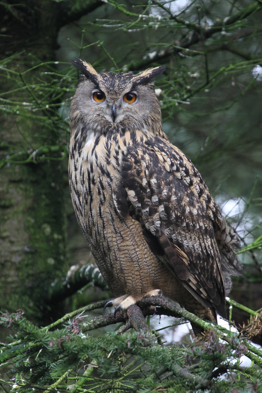 Eurasian Eagle Owl