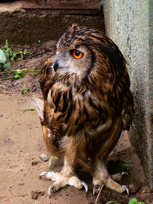 Eurasian eagle owl