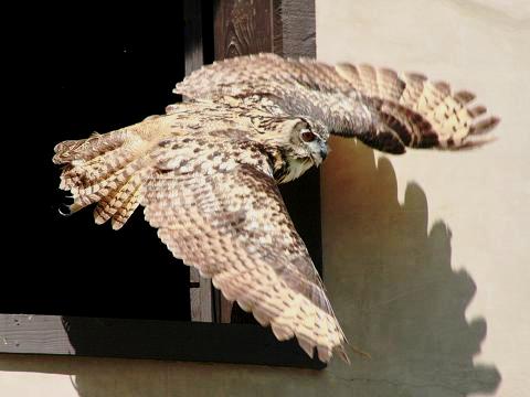 Eurasian Eagle-owl