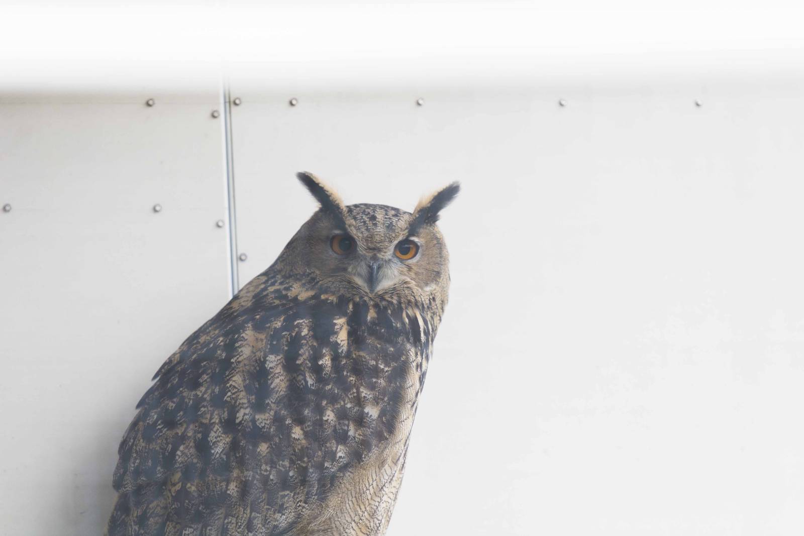Eurasian Eagle Owl