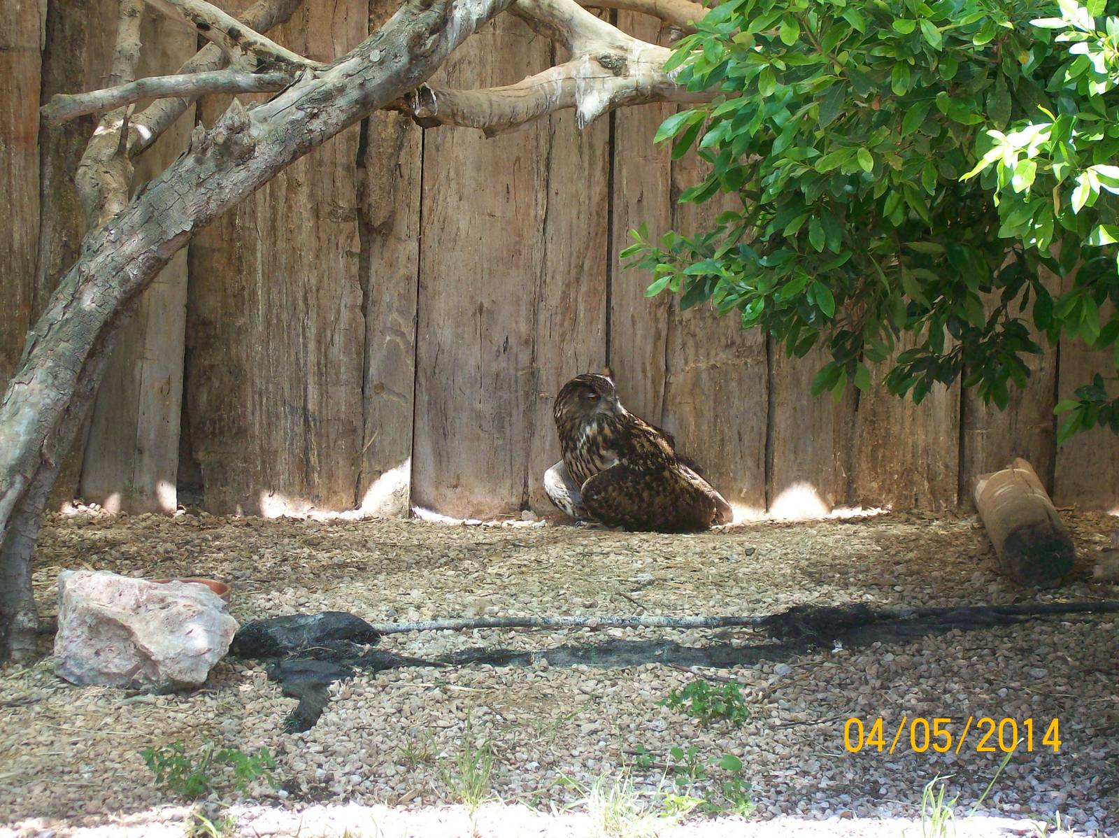 Eurasian eagle-owl