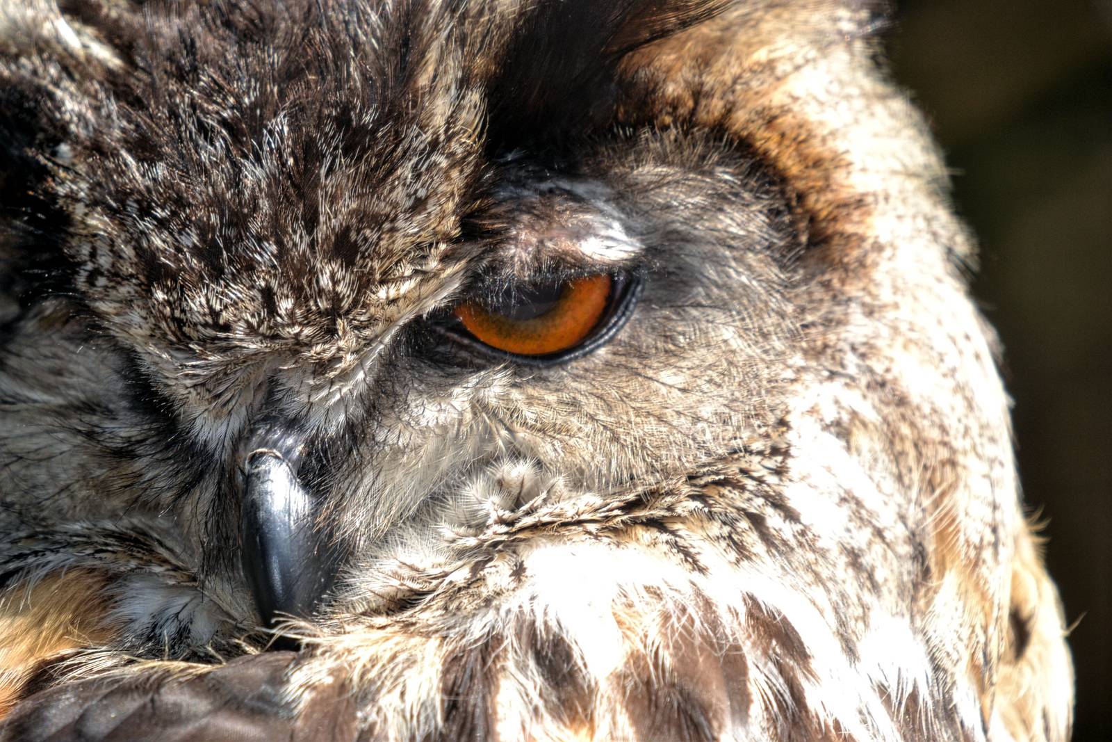 Eurasian Eagle Owl