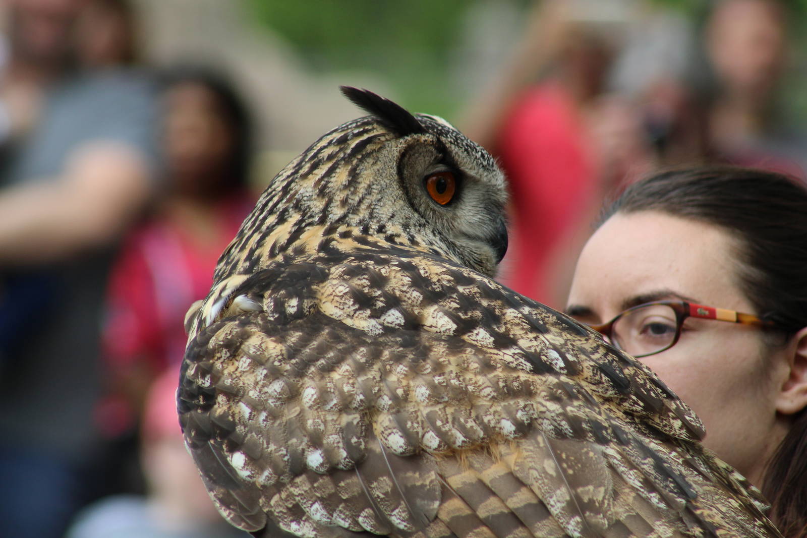 Eurasian Eagle-Owl