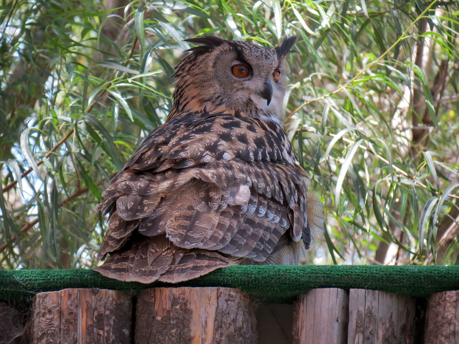 Eurasian Eagle Owl