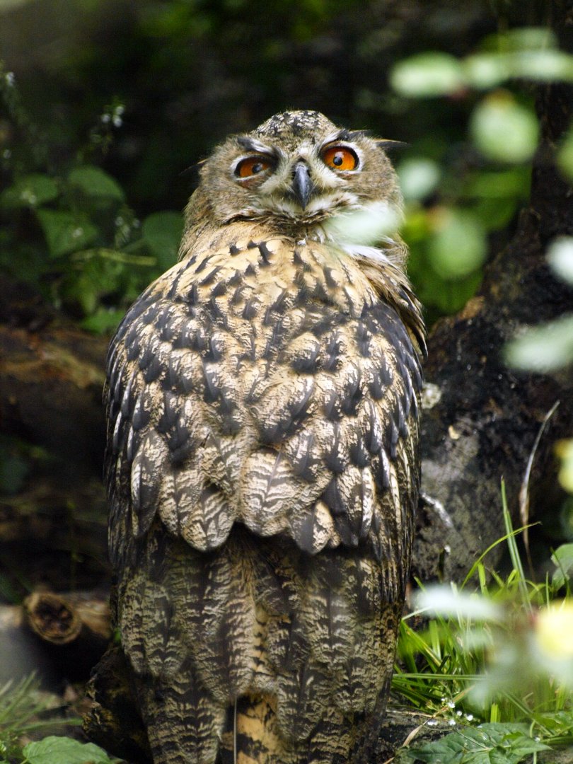 Eurasian eagle owl