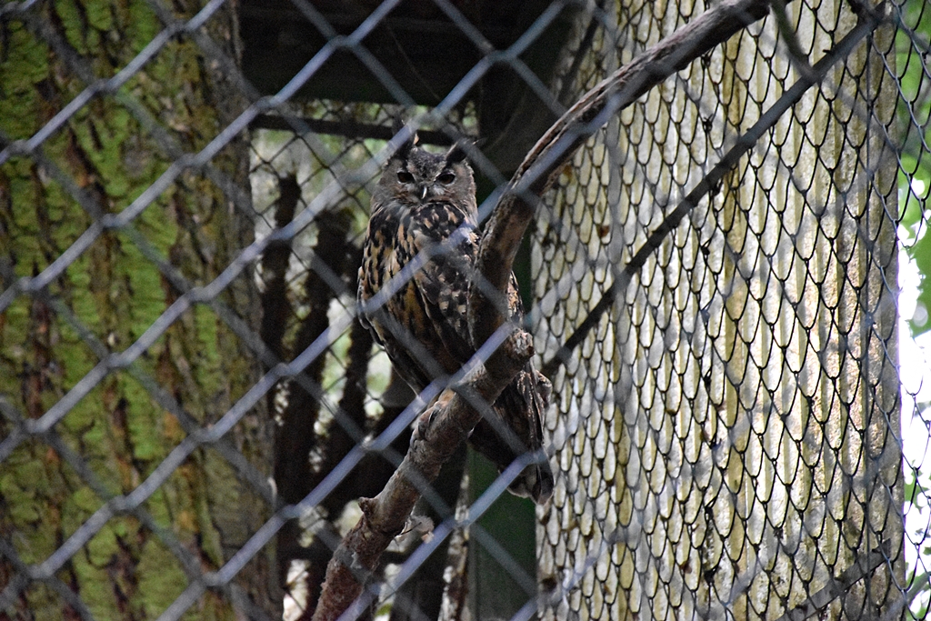 Eurasian eagle-owl