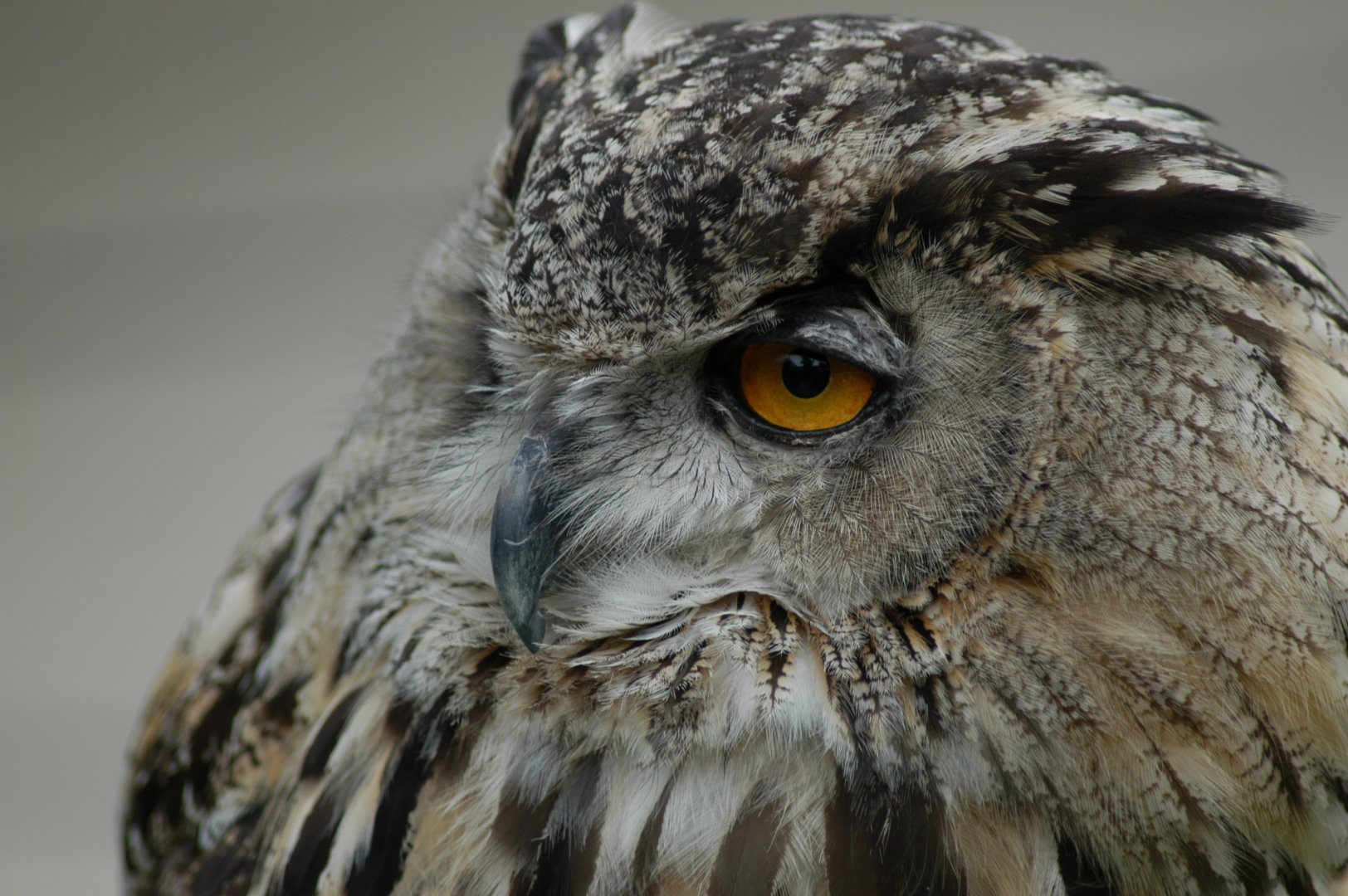 Eurasian Eagle Owl