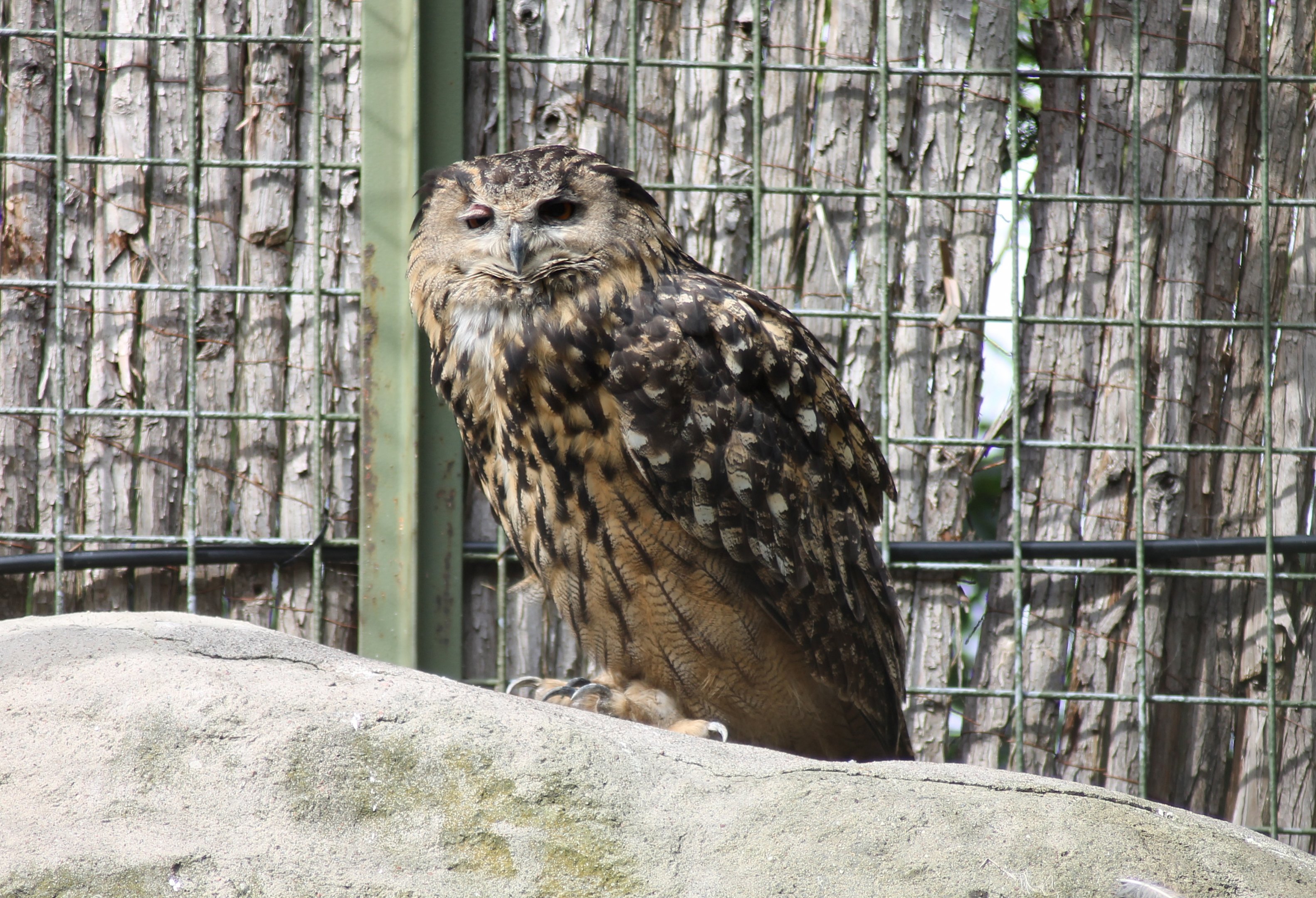 Eurasian eagle-owl