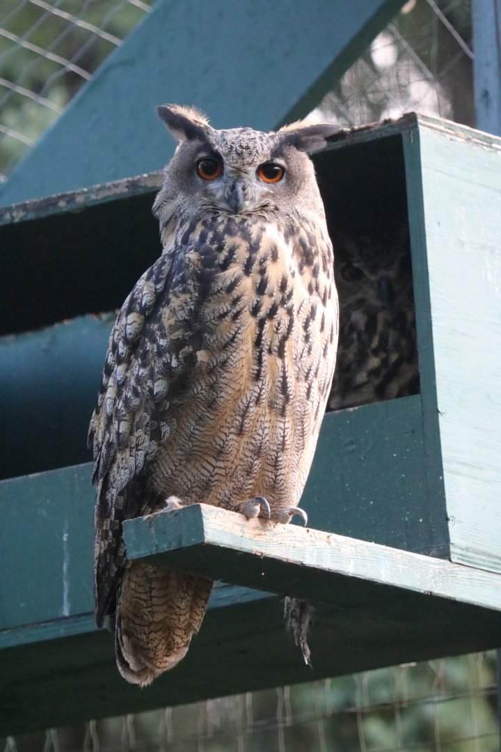 Eurasian Eagle Owl