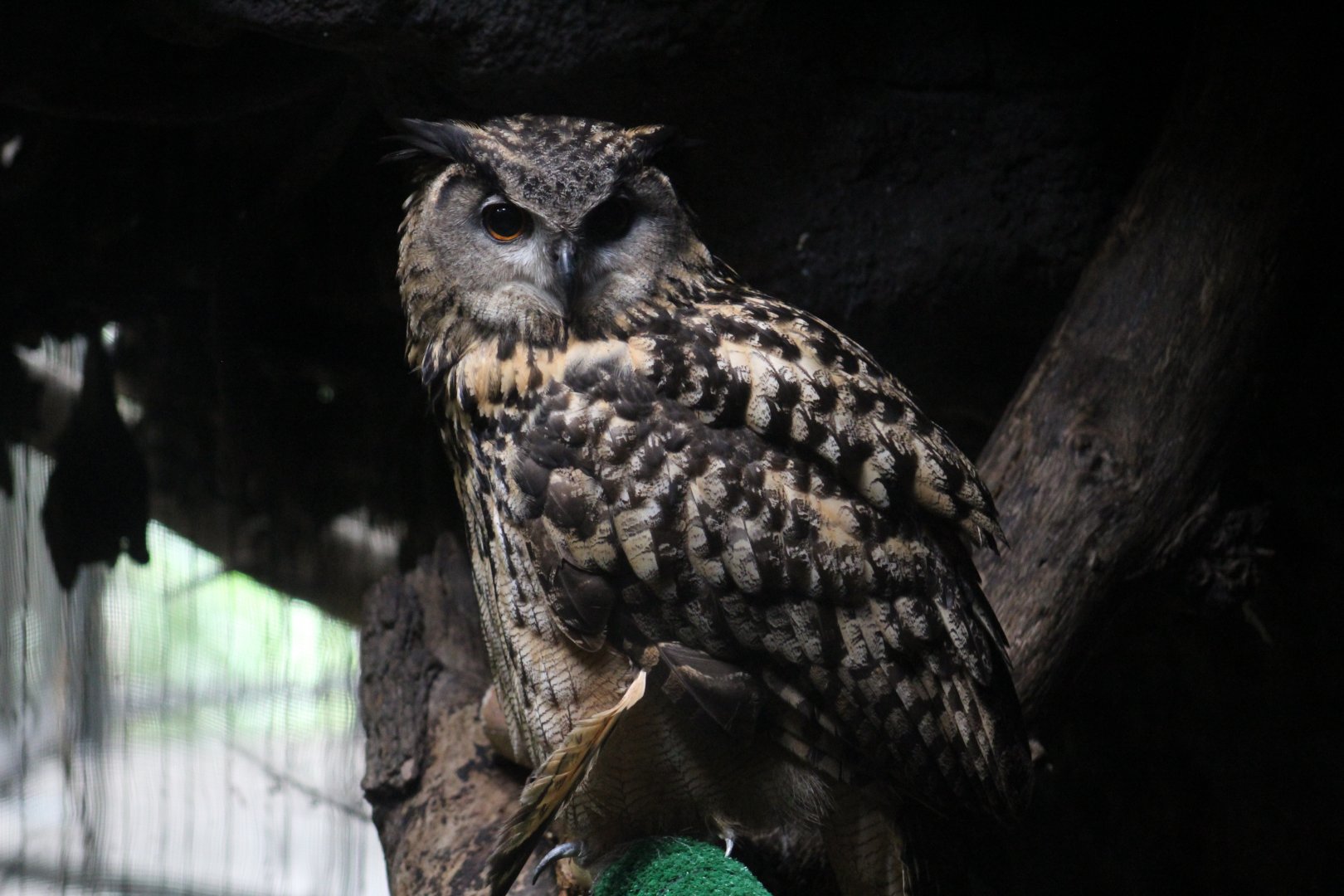 Eurasian Eagle-Owl