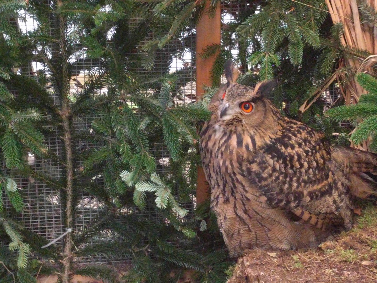 Eurasian Eagle owl