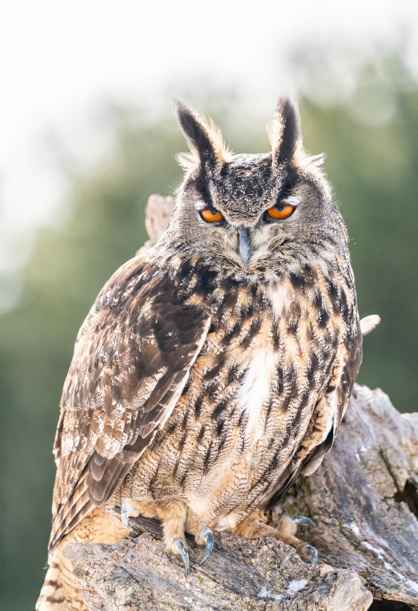Eurasian Eagle Owl
