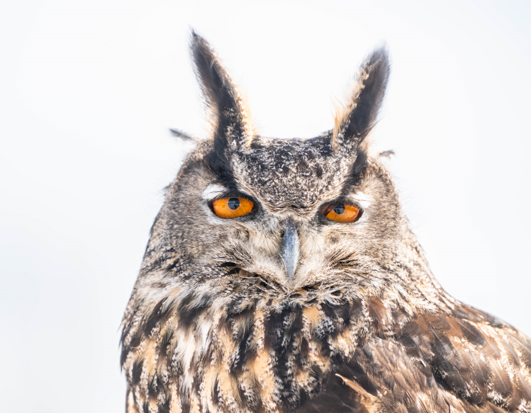 Eurasian Eagle Owl