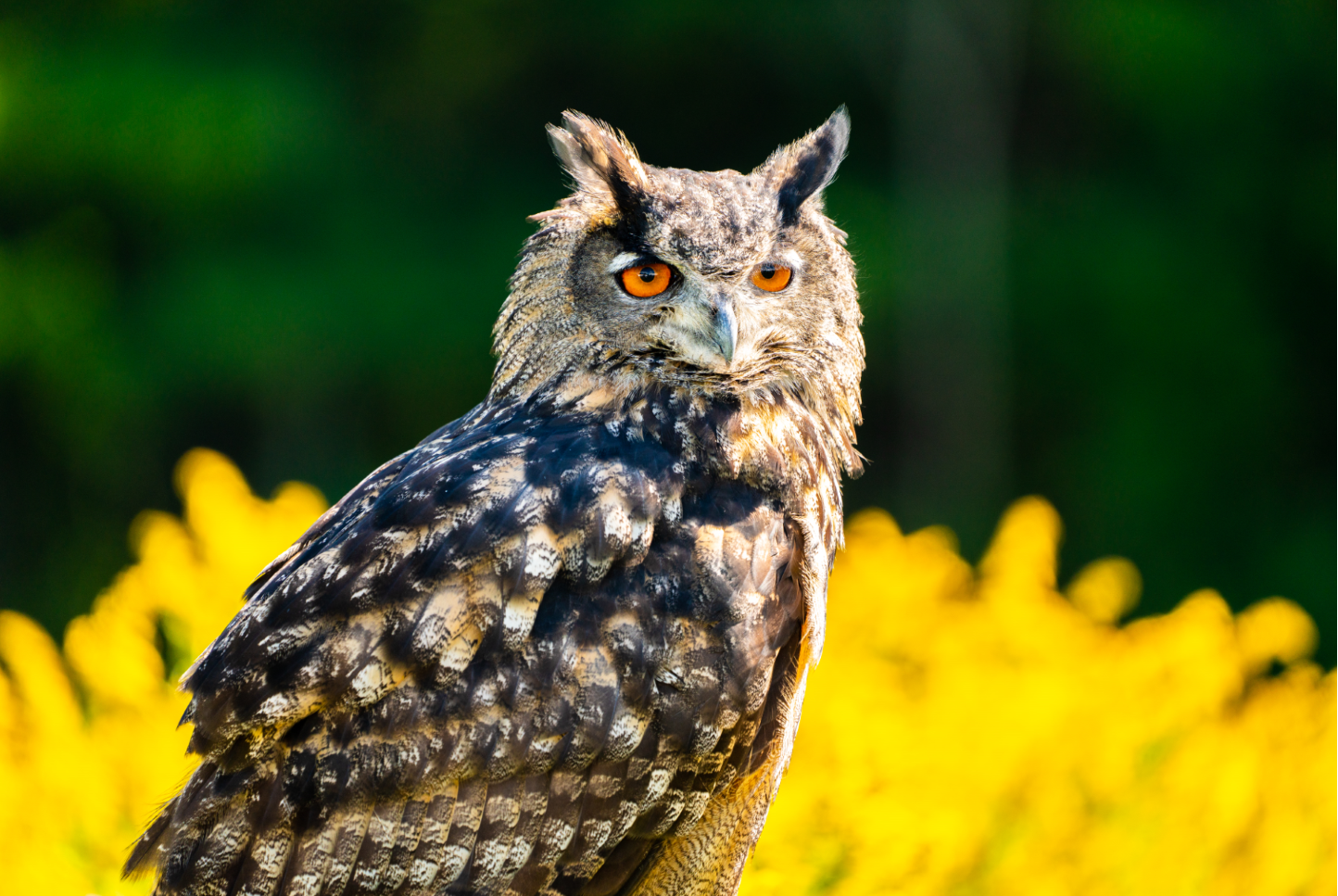 Eurasian Eagle Owl