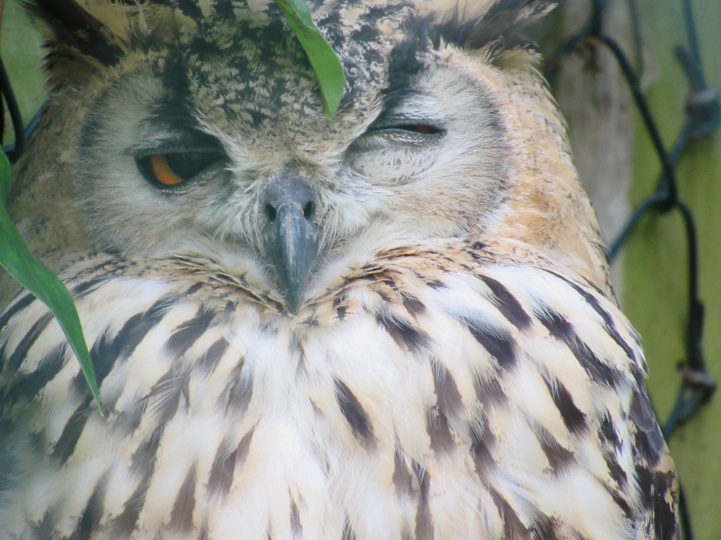 Eurasian Eagle Owl