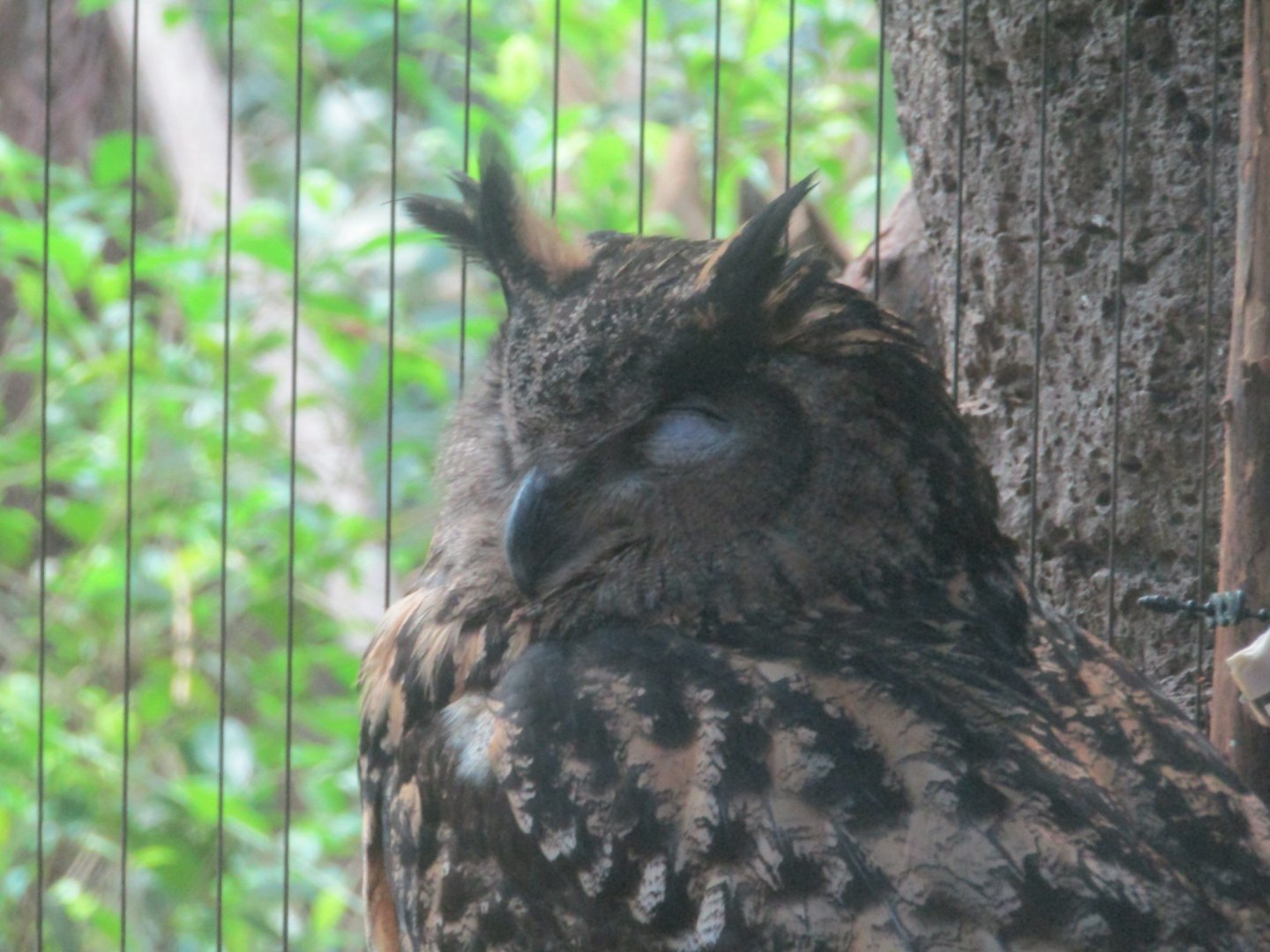 Eurasian Eagle Owl