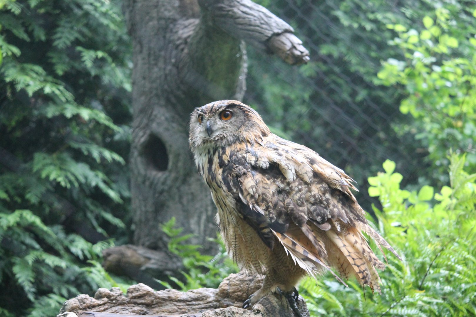 Eurasian eagle owl
