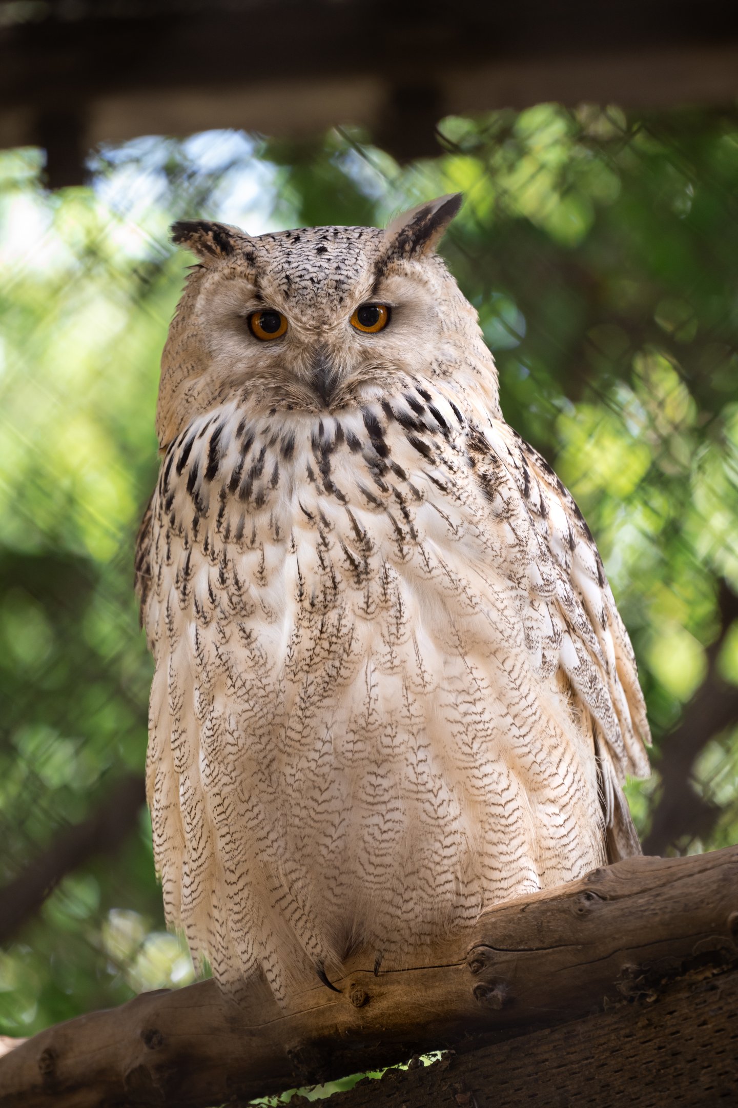 Eurasian Eagle Owl