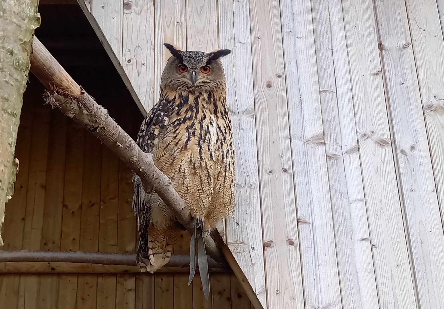 Eurasian eagle-owl