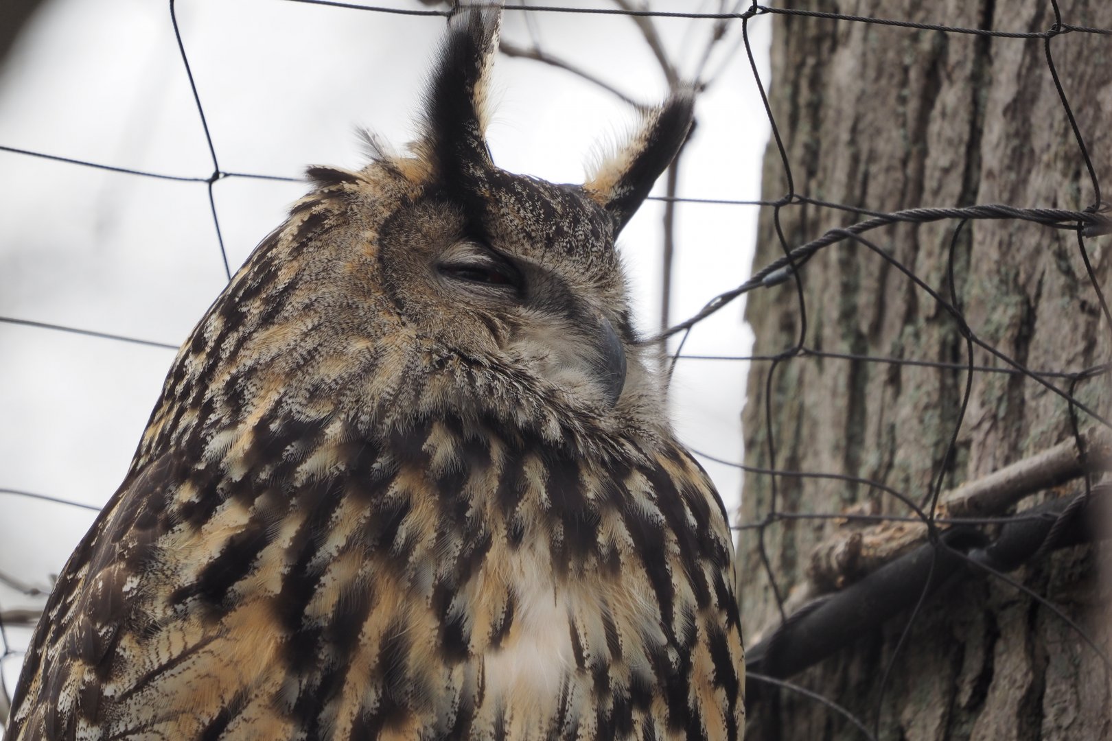 Eurasian eagle owl