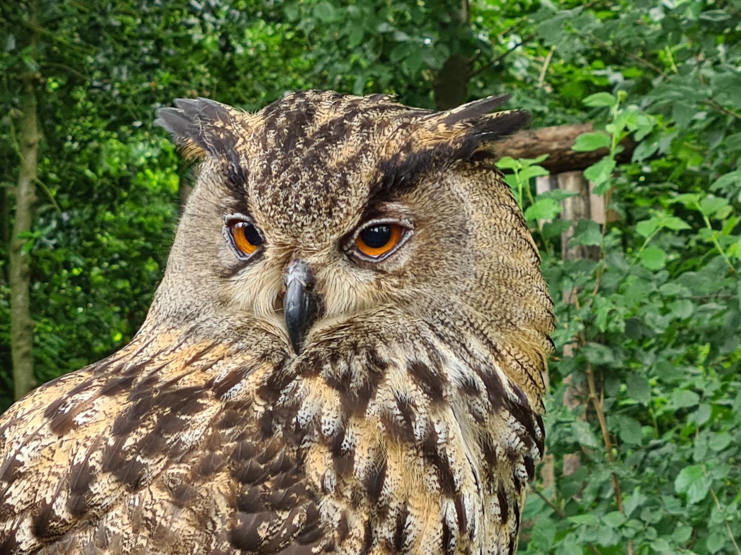 Eurasian eagle-owl