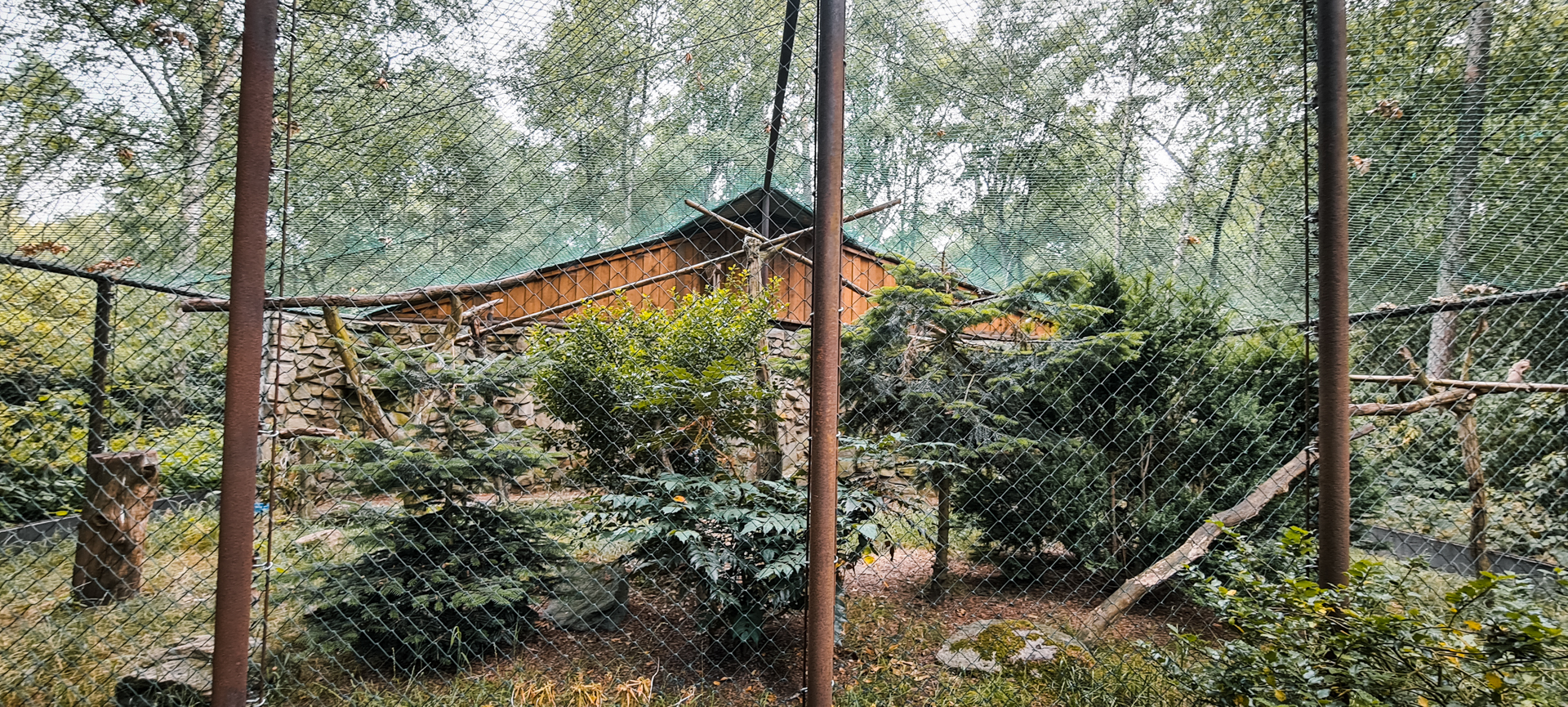 (Eurasian) eagle owl