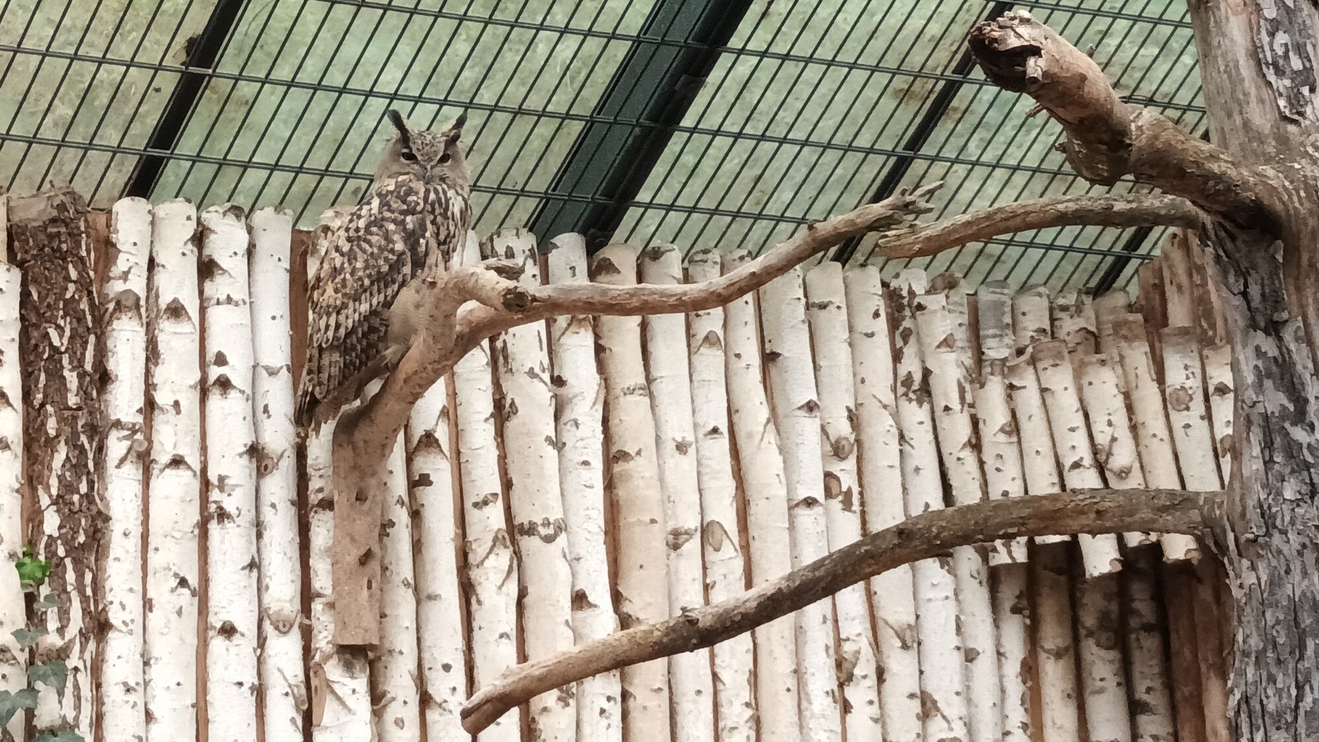 Eurasian Eagle Owl