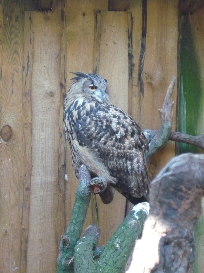 Eurasian eagle owl