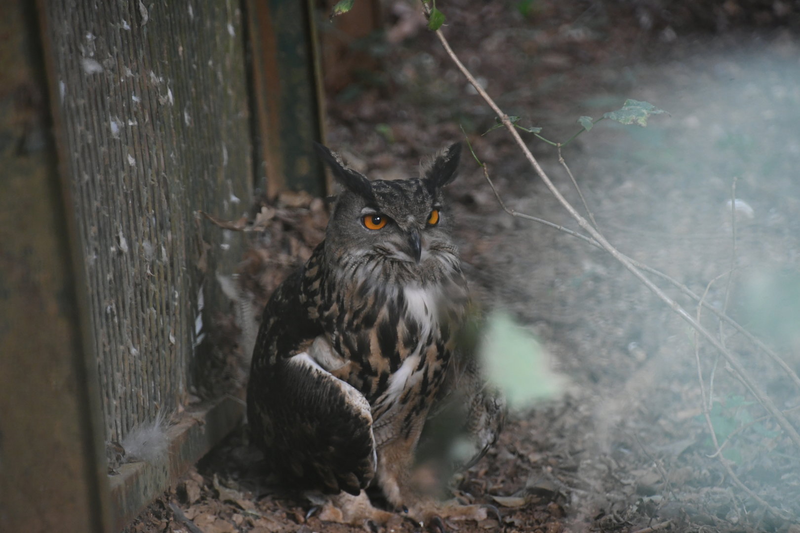 Eurasian Eagle Owl