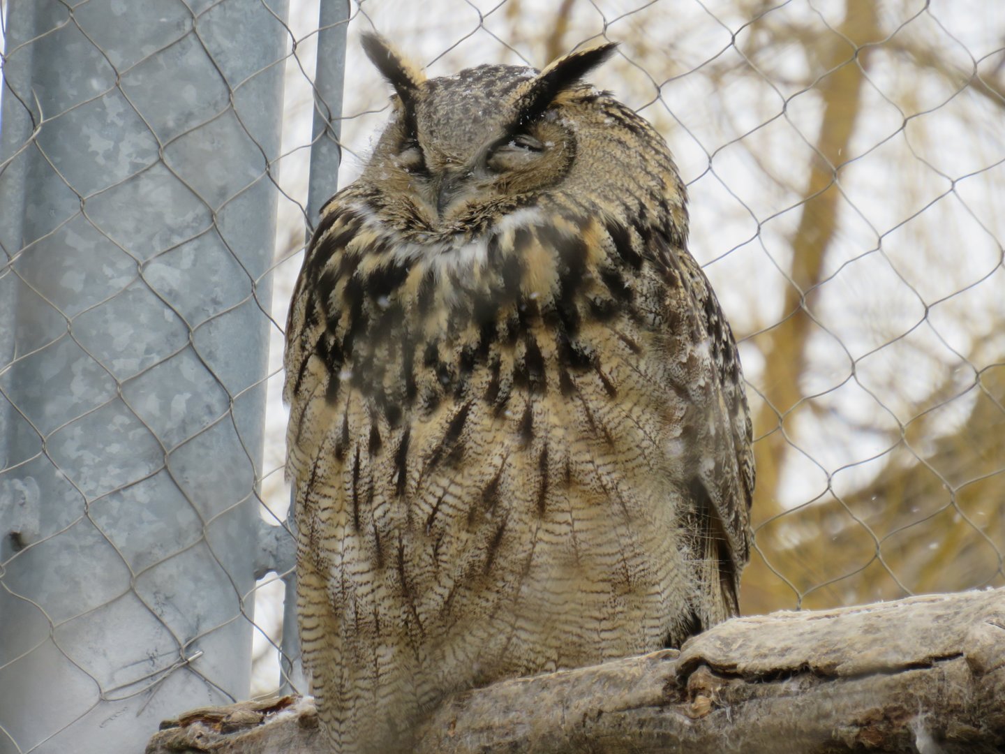 Eurasian eagle owl