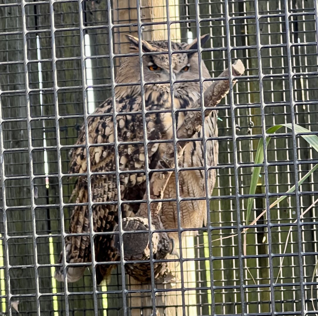 Eurasian Eagle Owl