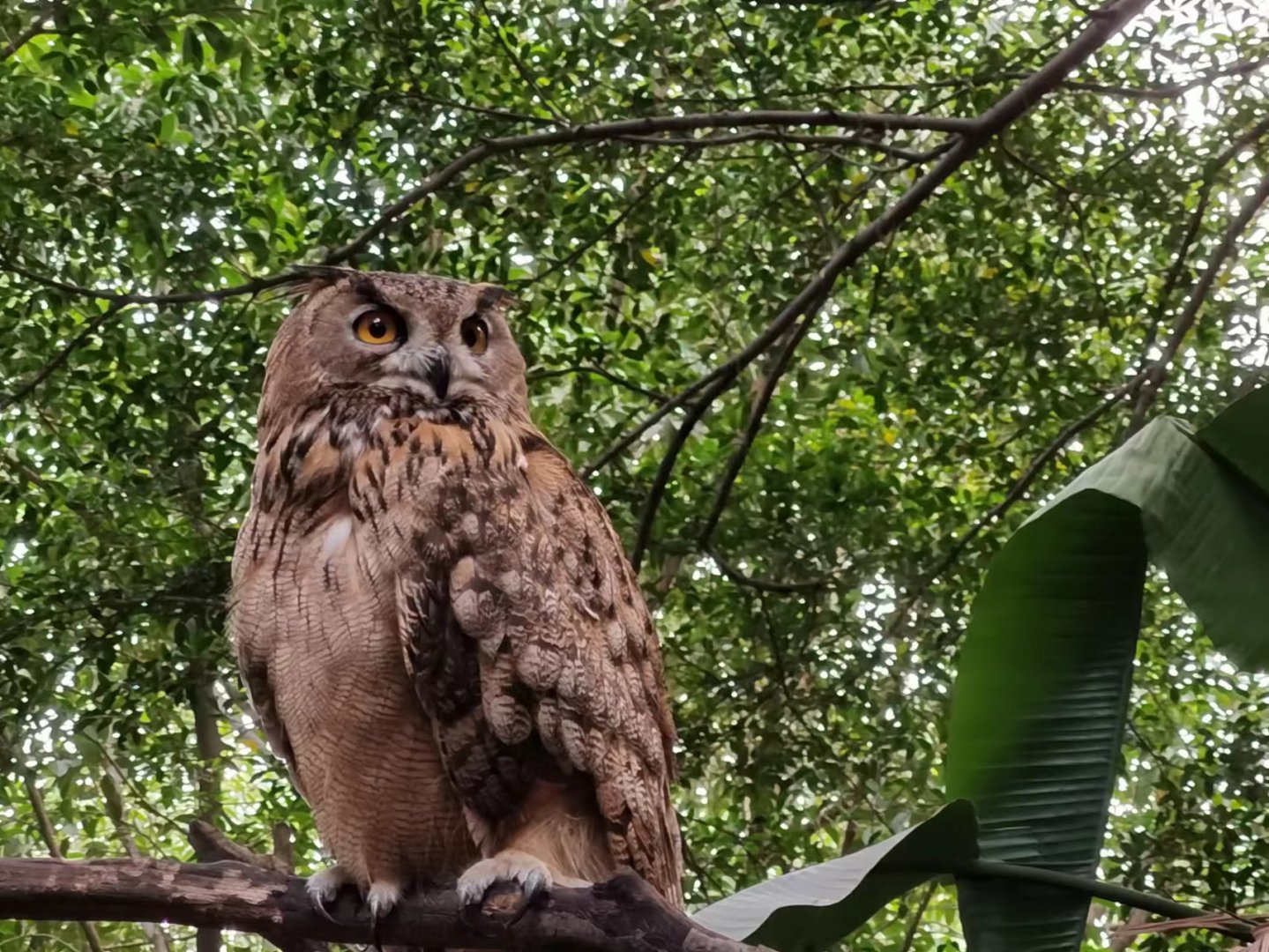 Eurasian Eagle Owl