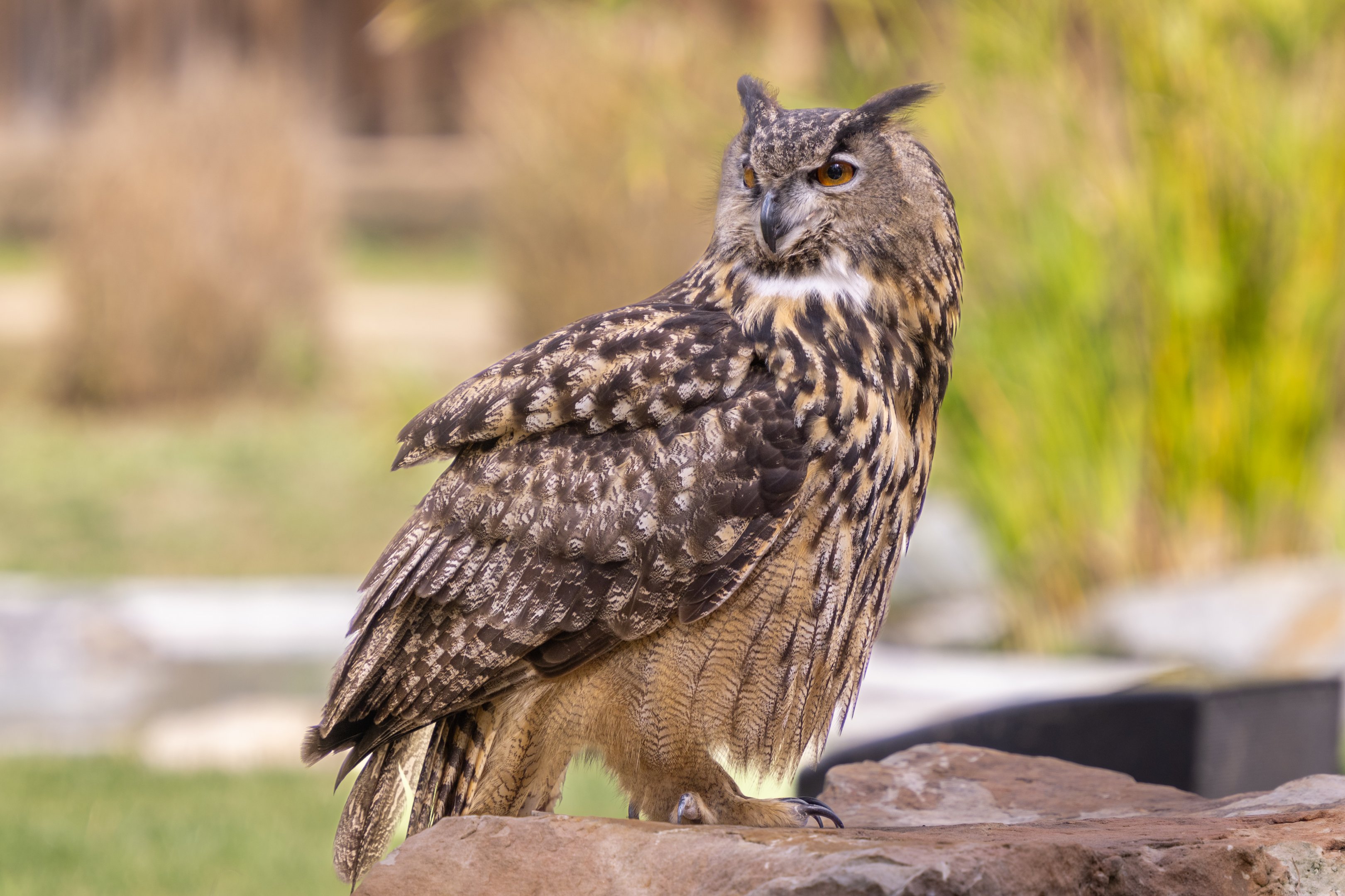 Eurasian Eagle Owl