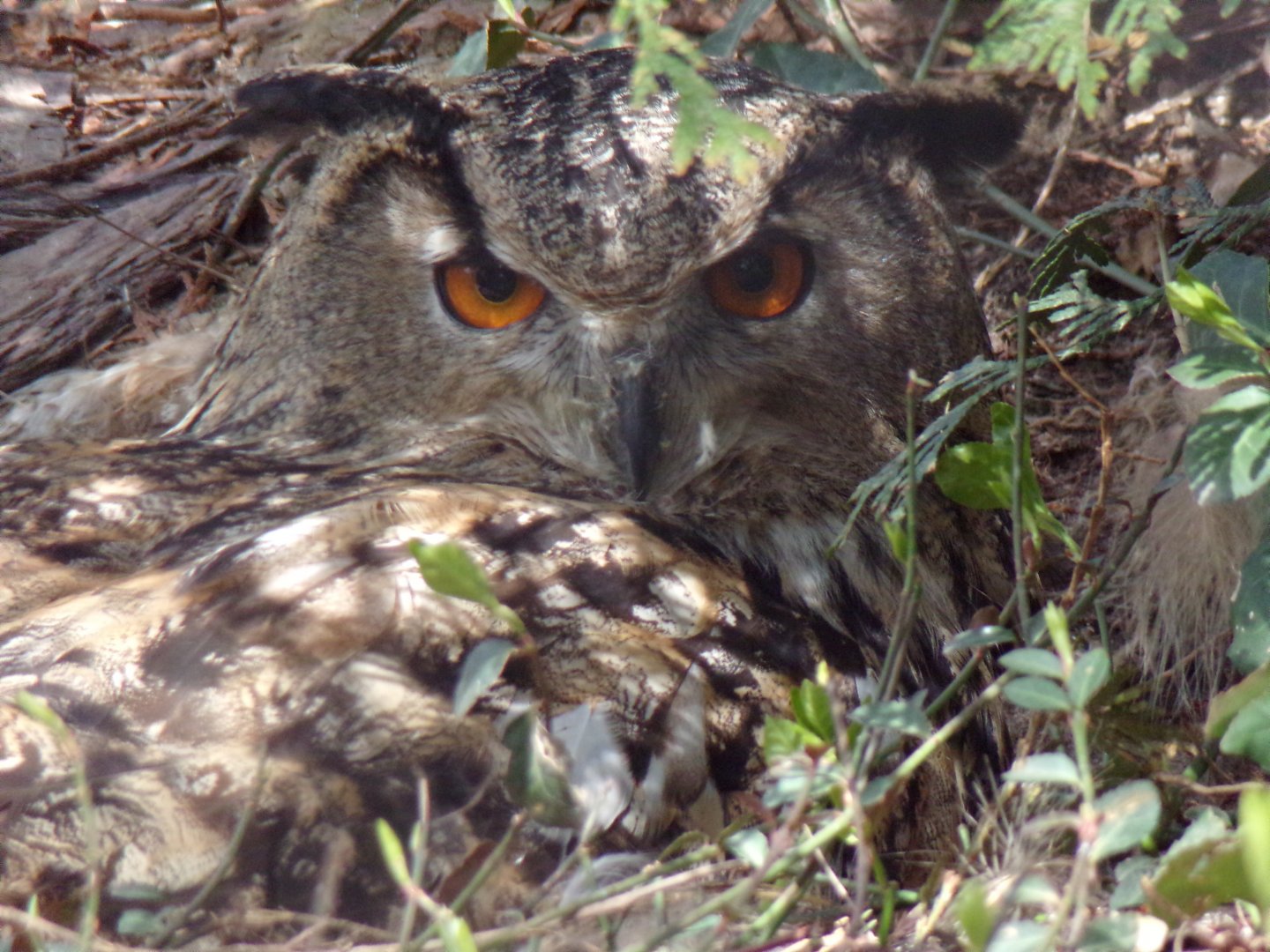 Eurasian Eagle Owl