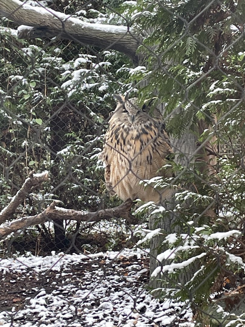 Eurasian Eagle Owl