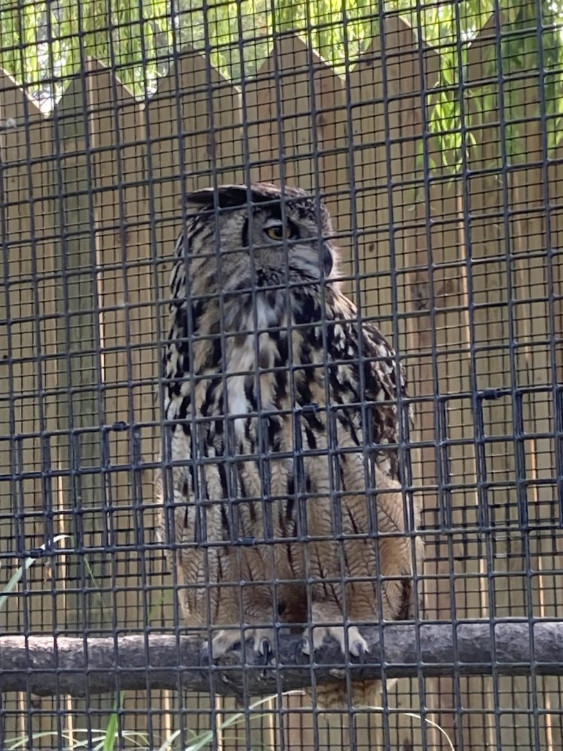 Eurasian Eagle-Owl