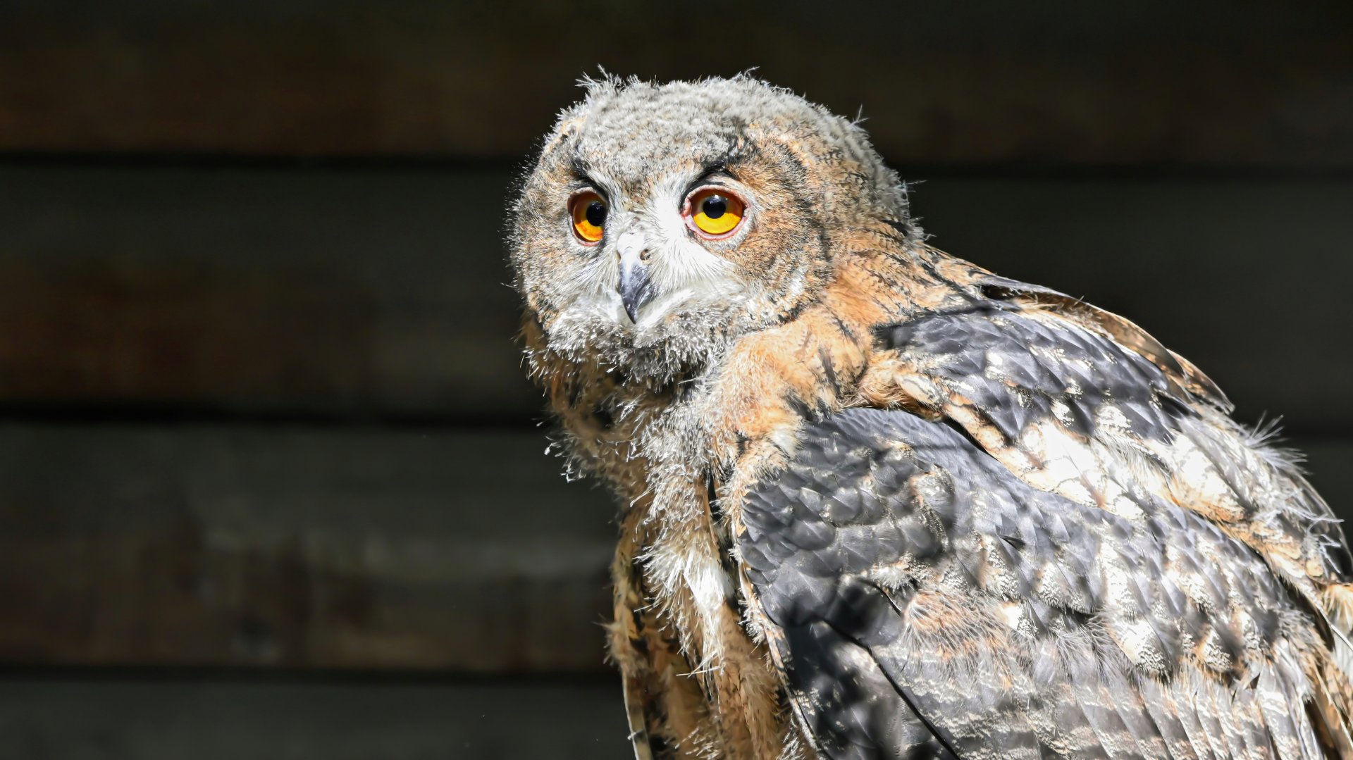 Eurasian eagle-owl