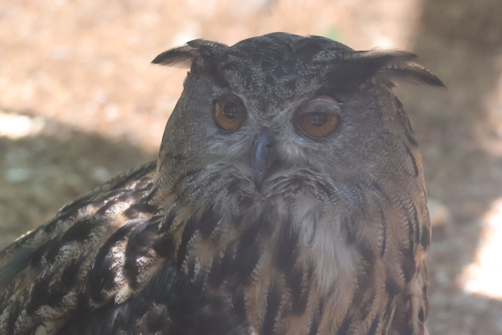 Eurasian Eagle owl